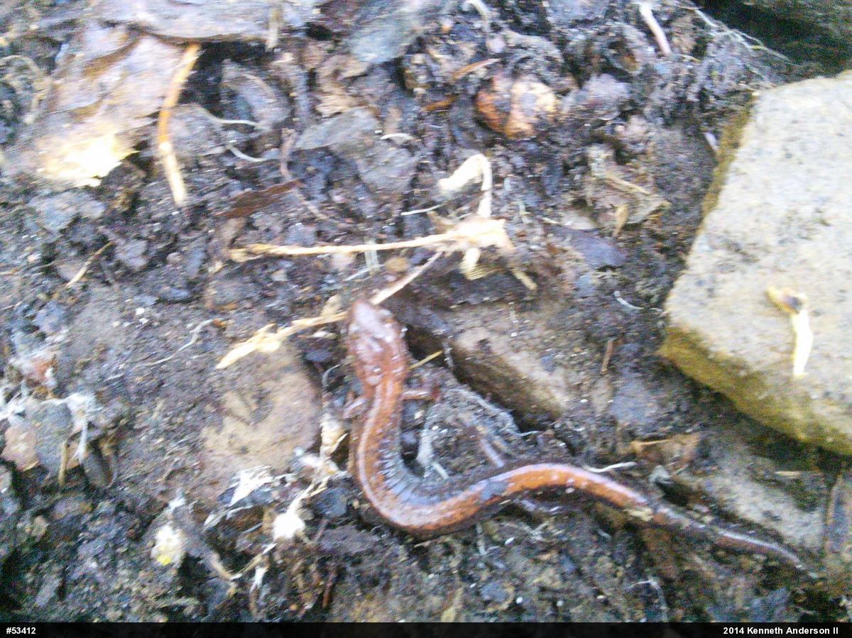 Eastern Red-backed  Salamander