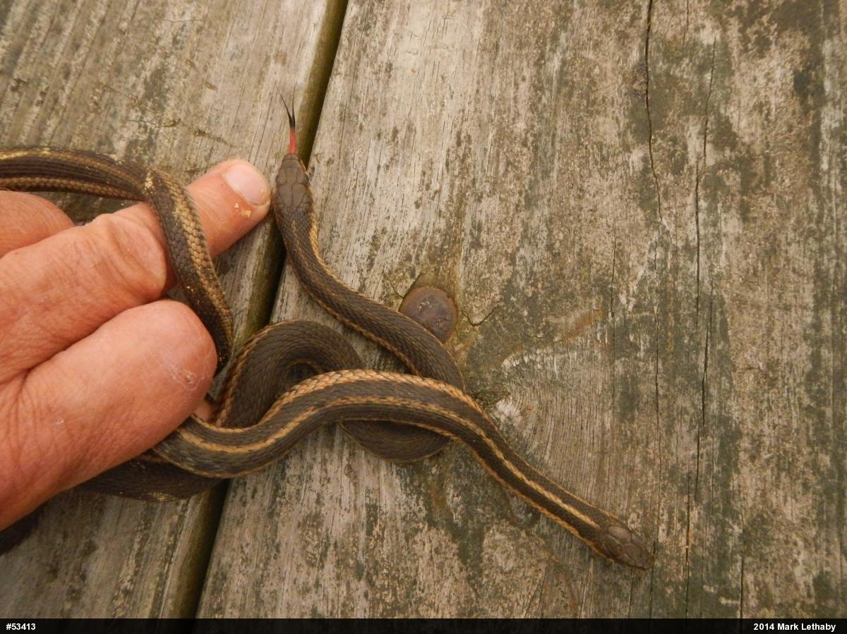 Eastern Gartersnake