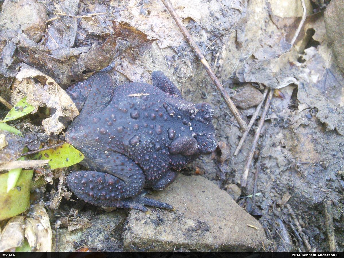 Eastern American Toad