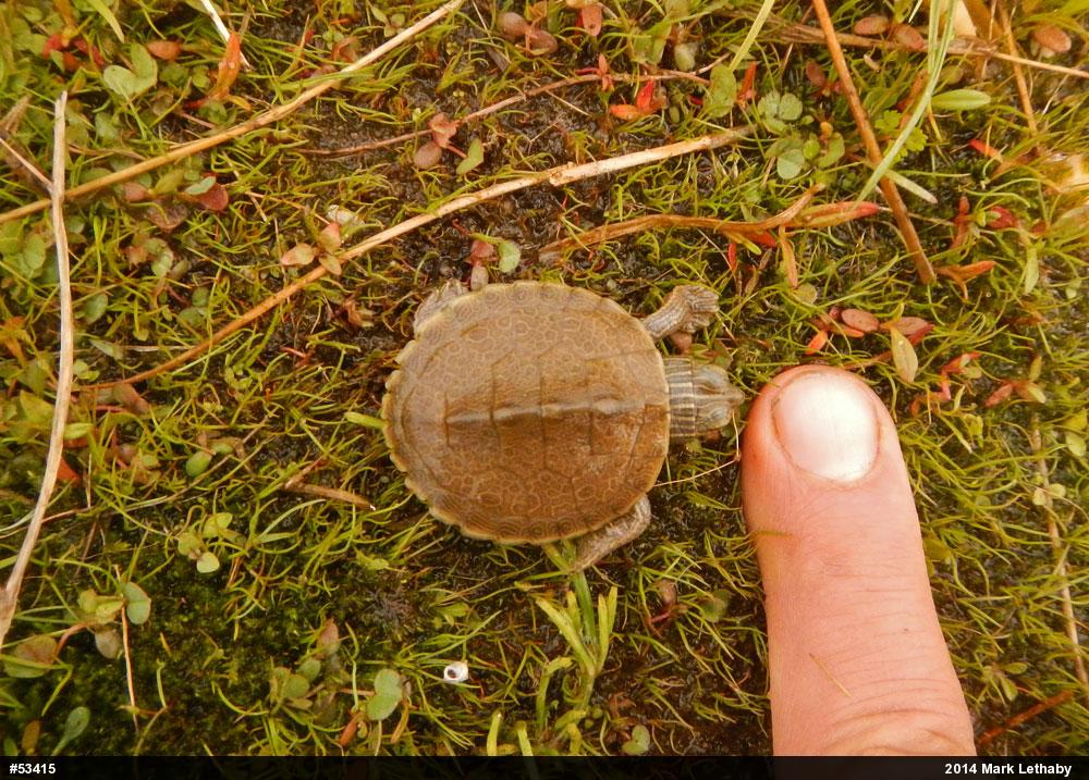 Northern Map Turtle