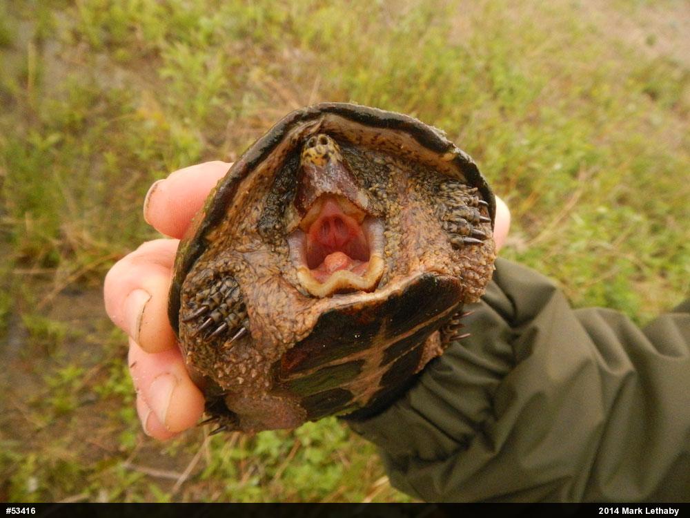Eastern Musk Turtle