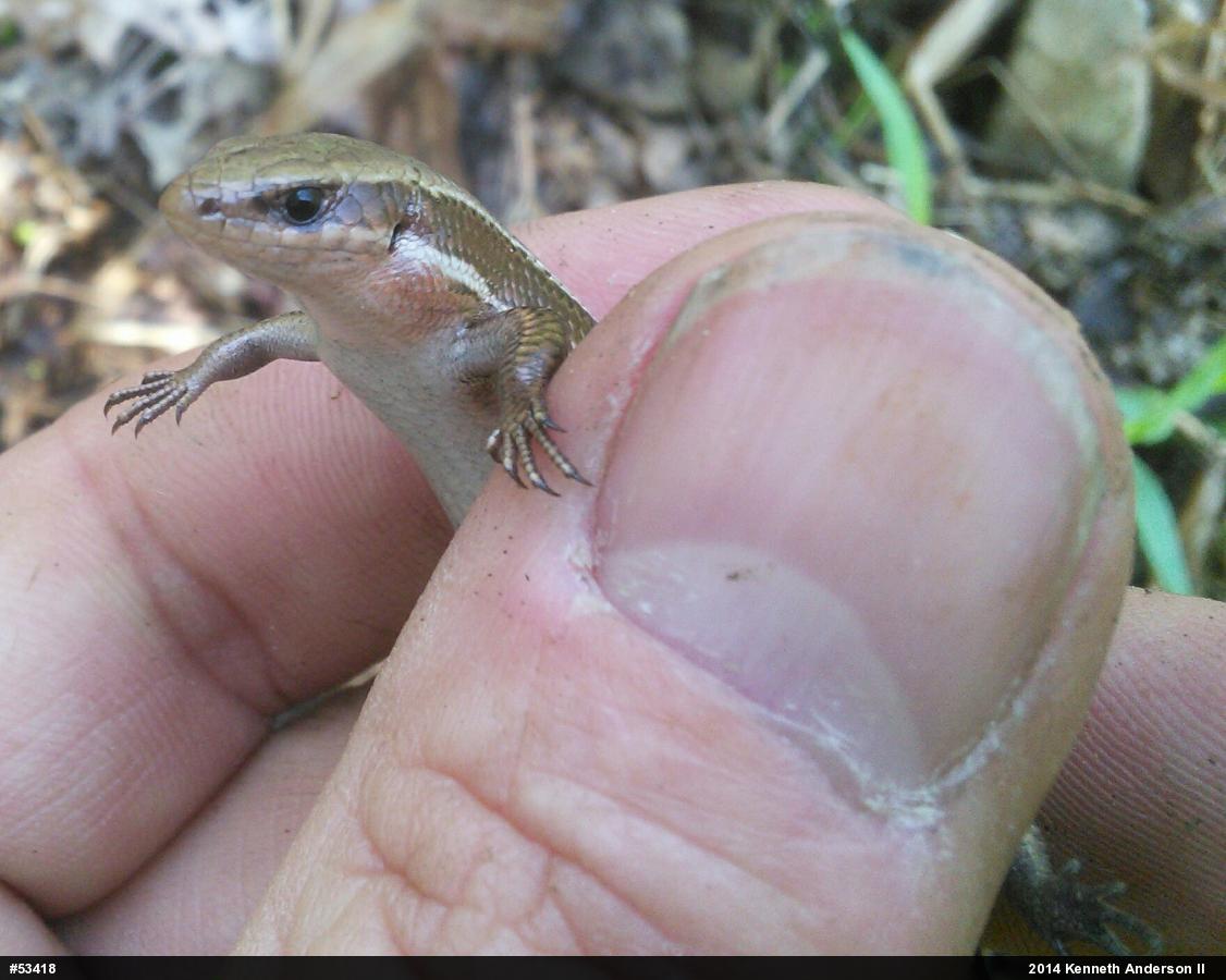 Northern Coal Skink