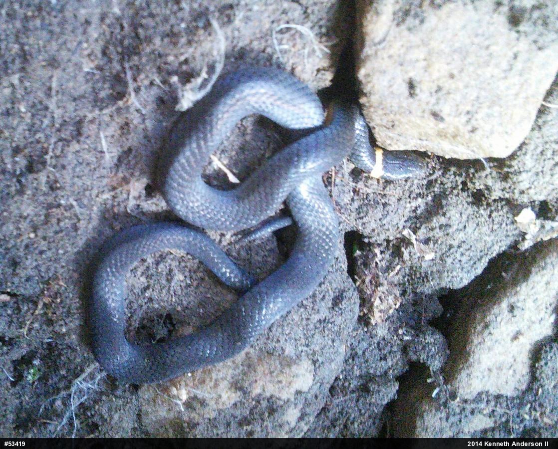 Northern Ring-necked Snake
