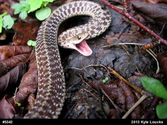 Eastern Gartersnake