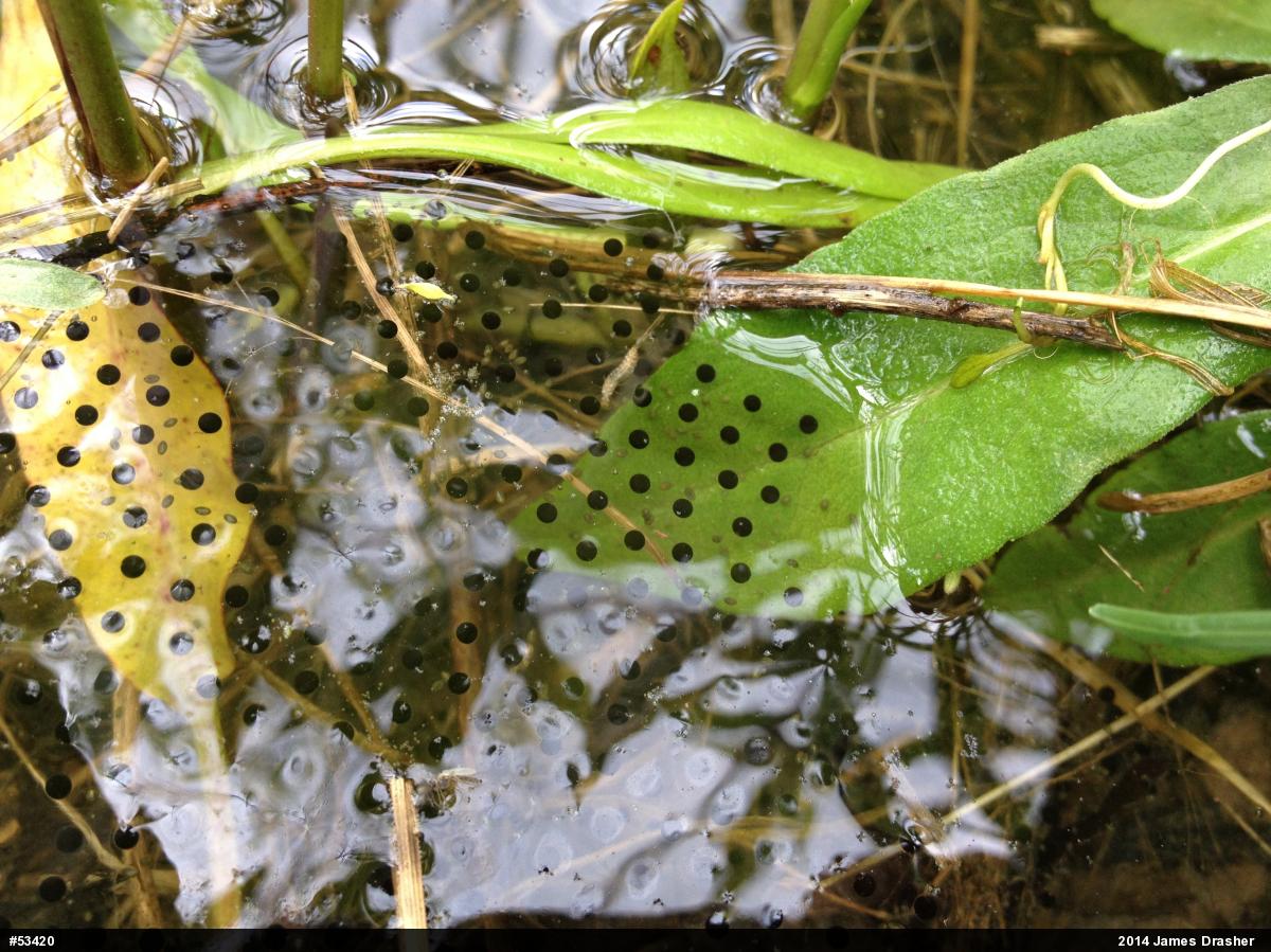 Green Frog