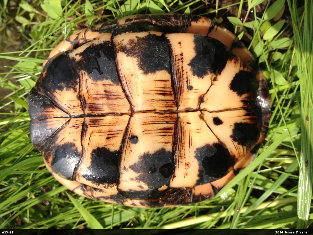 Spotted Turtle