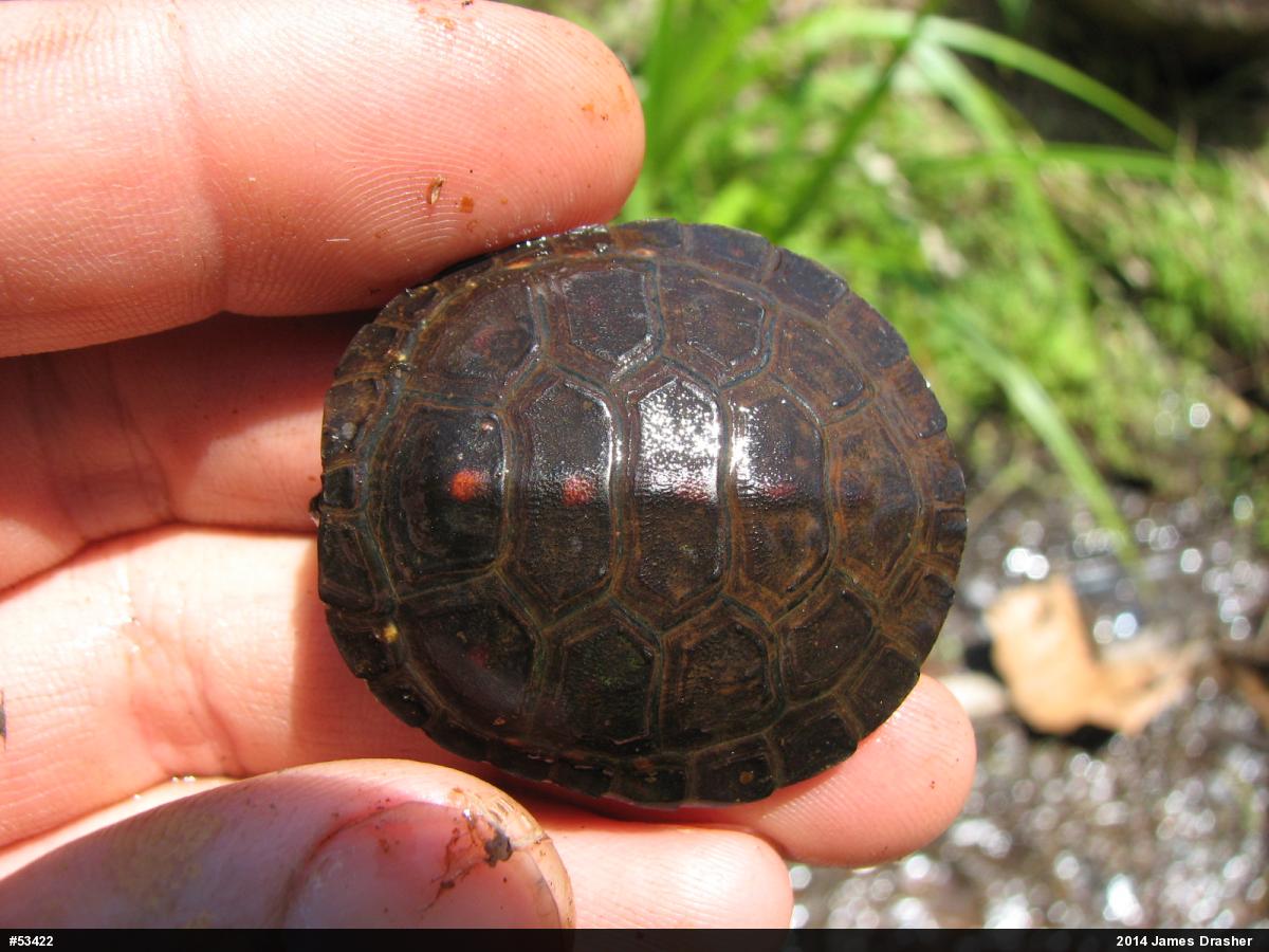 Spotted Turtle