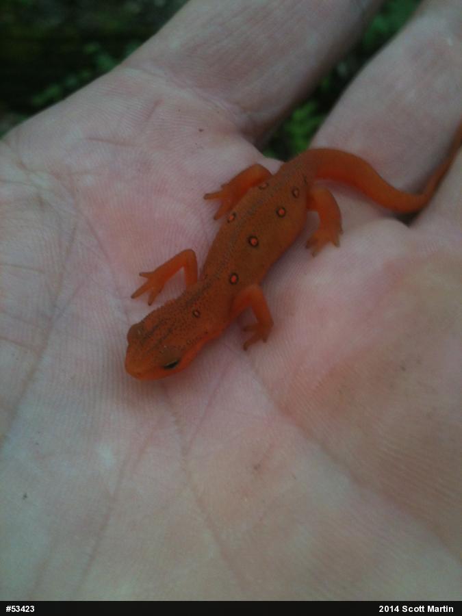 Red-spotted Newt