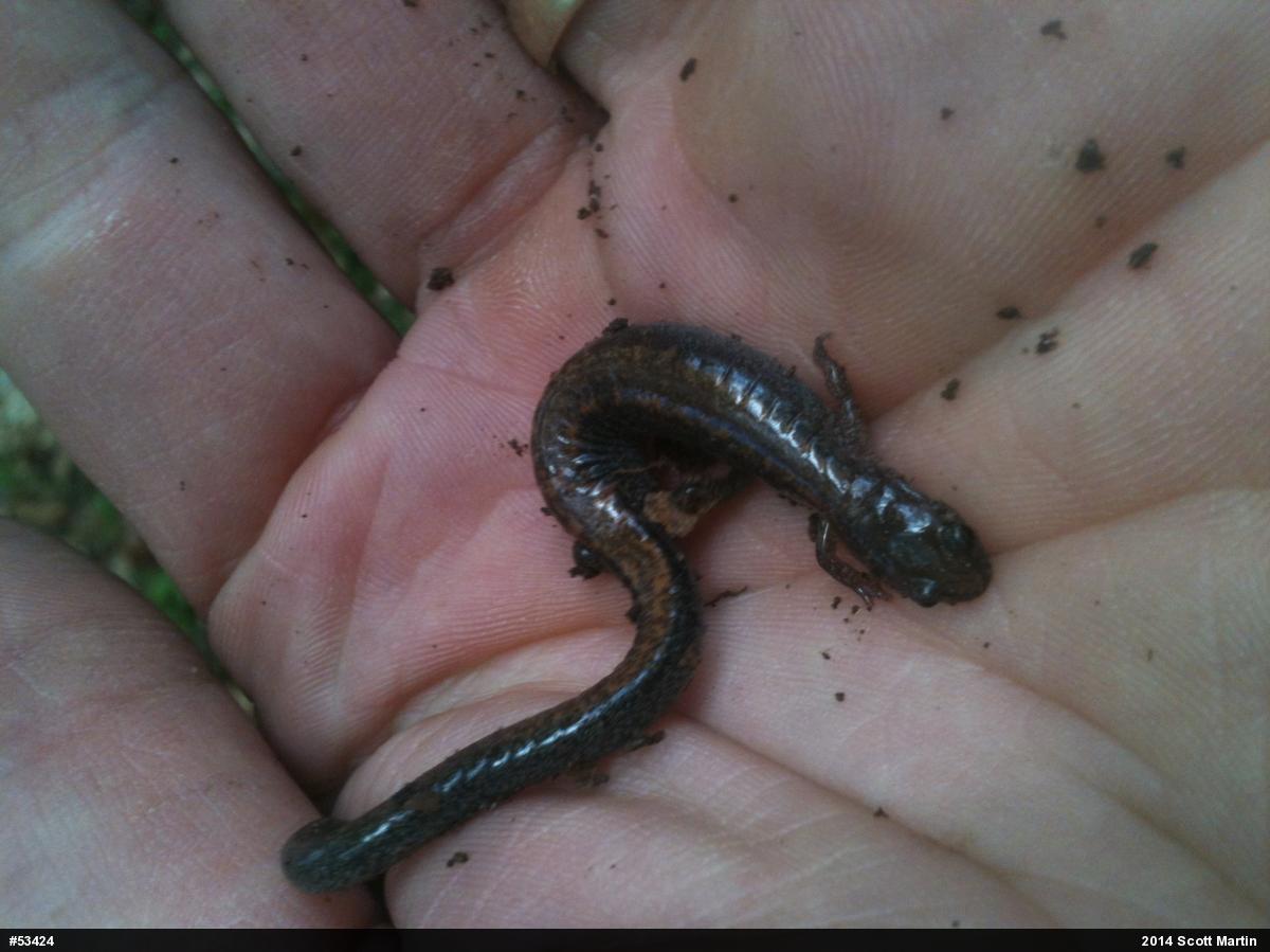 Eastern Red-backed  Salamander
