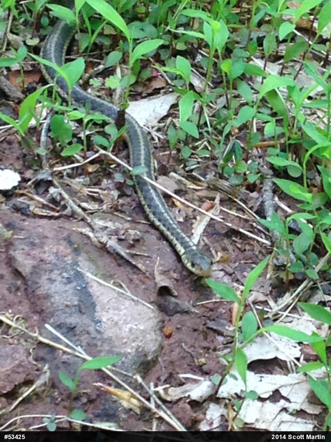 Eastern Gartersnake