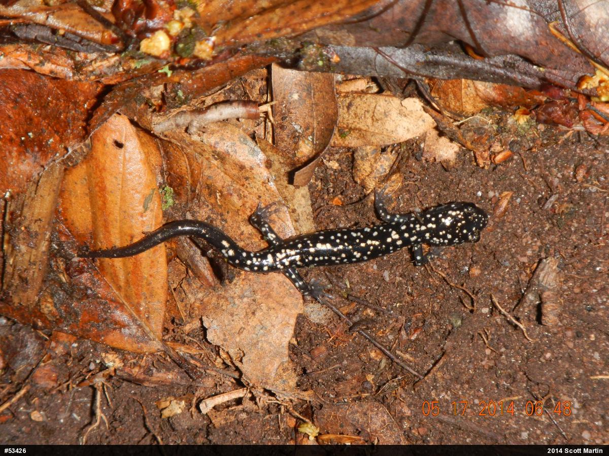 Northern Slimy Salamander