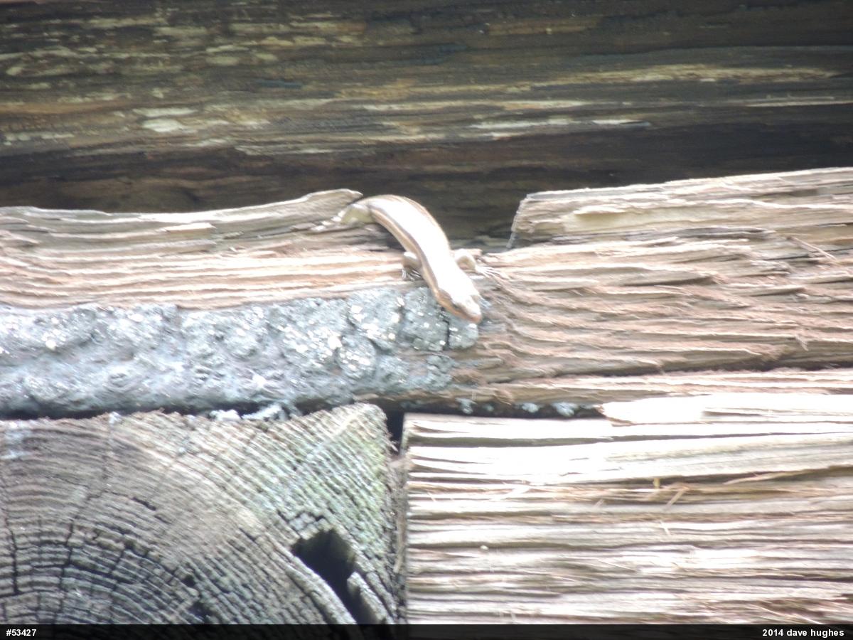 Common Five-lined Skink