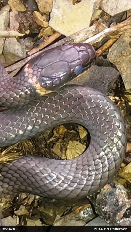 Northern Ring-necked Snake