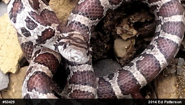 Eastern Milksnake
