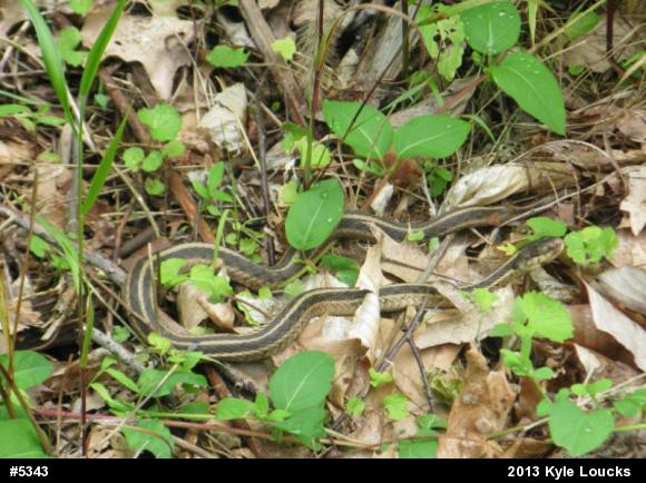 Eastern Gartersnake