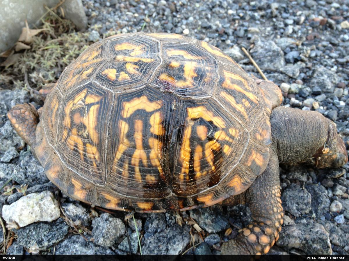 Eastern Box Turtle
