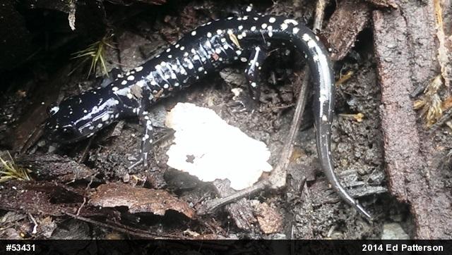 Northern Slimy Salamander