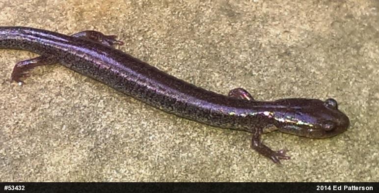 Valley And Ridge Salamander
