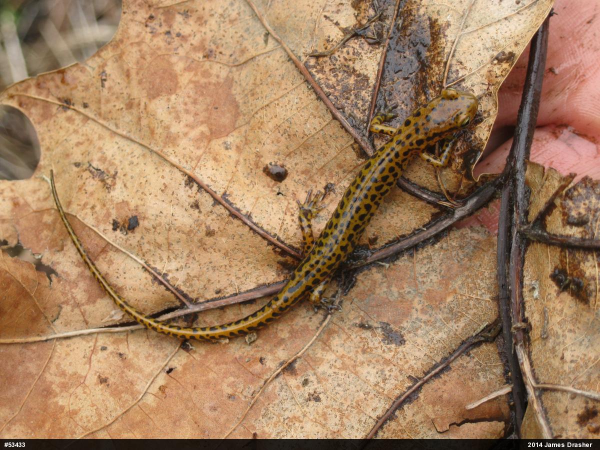 Eastern Long-tailed Salamander