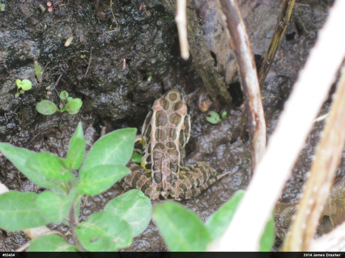 Pickerel Frog