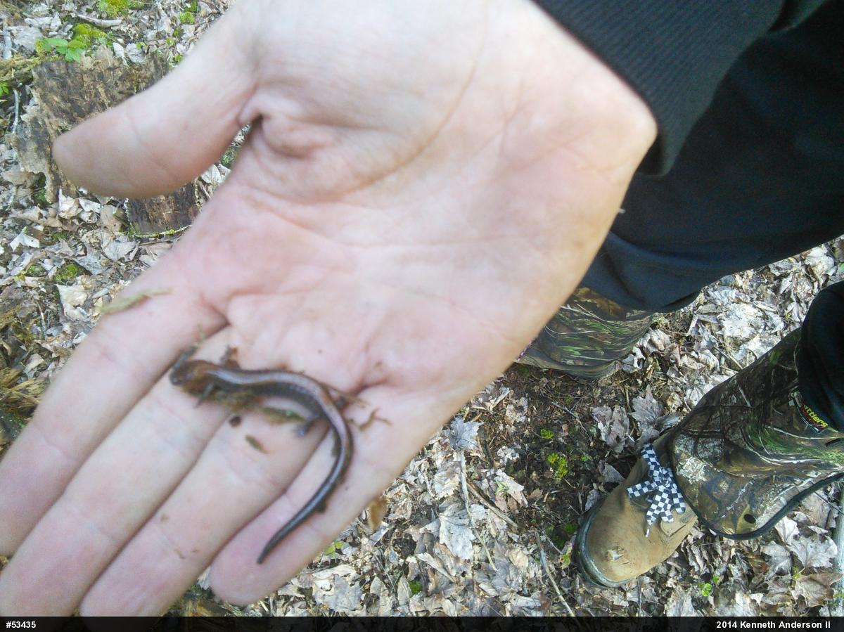 Eastern Red-backed  Salamander