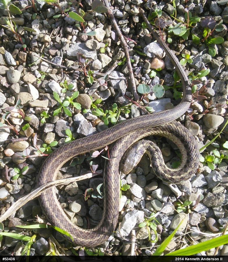 Eastern Gartersnake