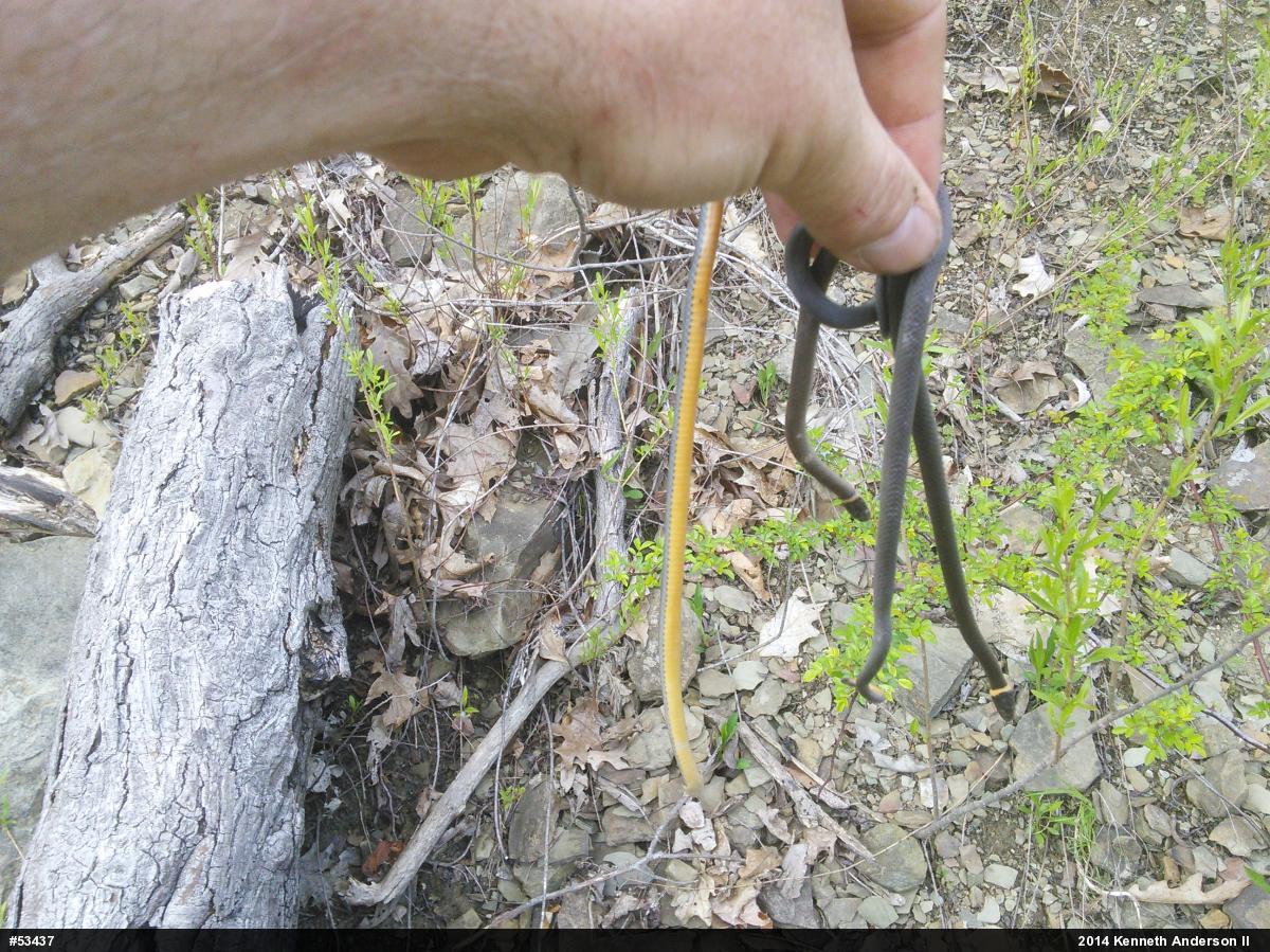 Northern Ring-necked Snake