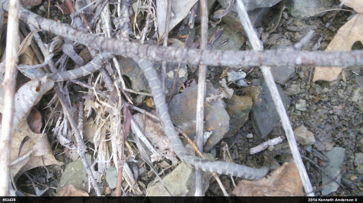 Northern Watersnake