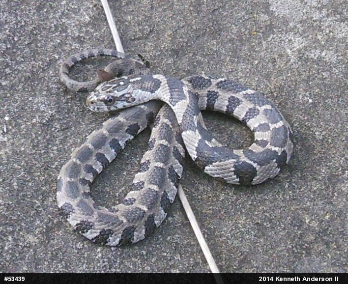 Northern Watersnake