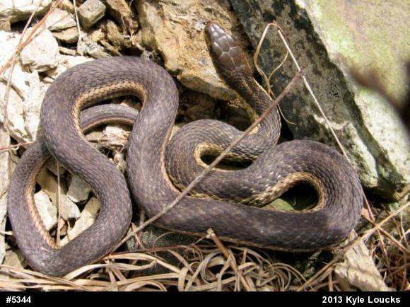 Eastern Gartersnake