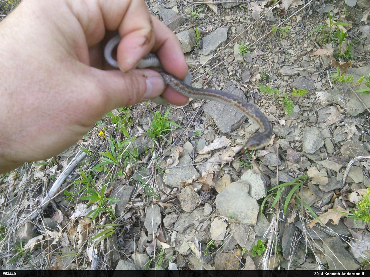 Eastern Gartersnake