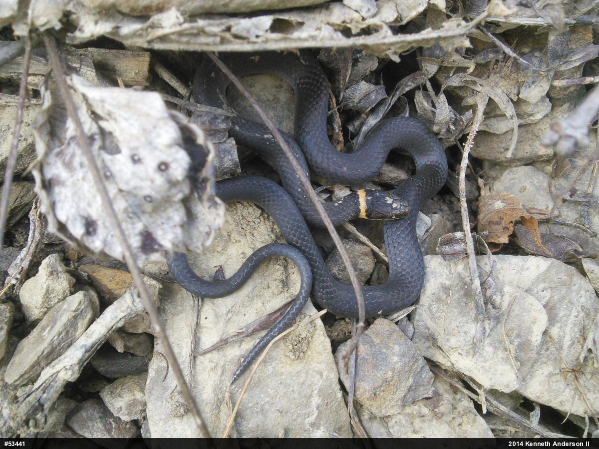 Northern Ring-necked Snake