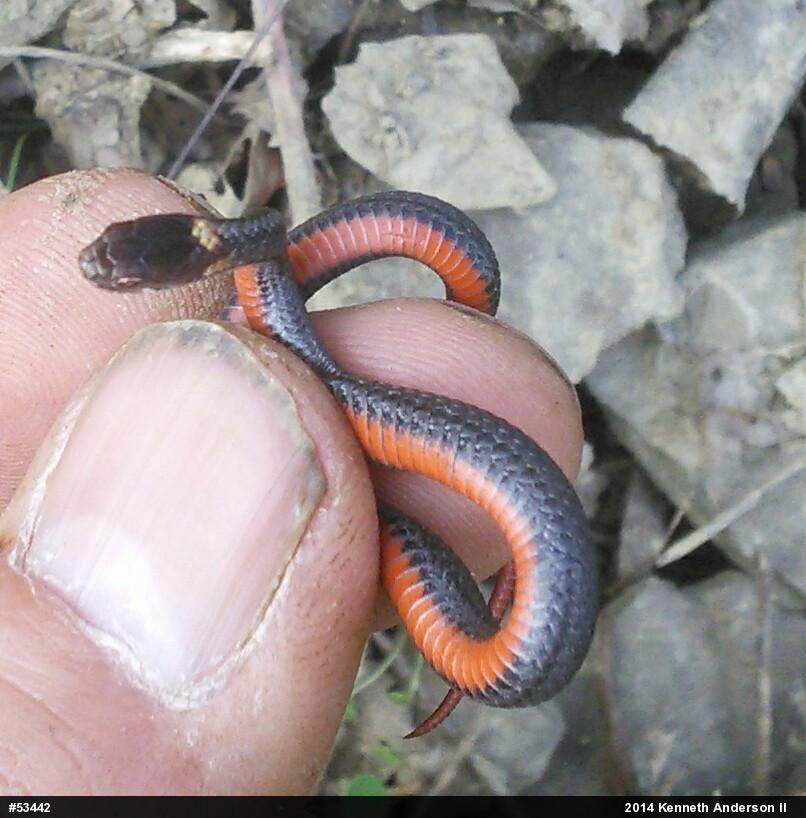 Red-bellied Snake