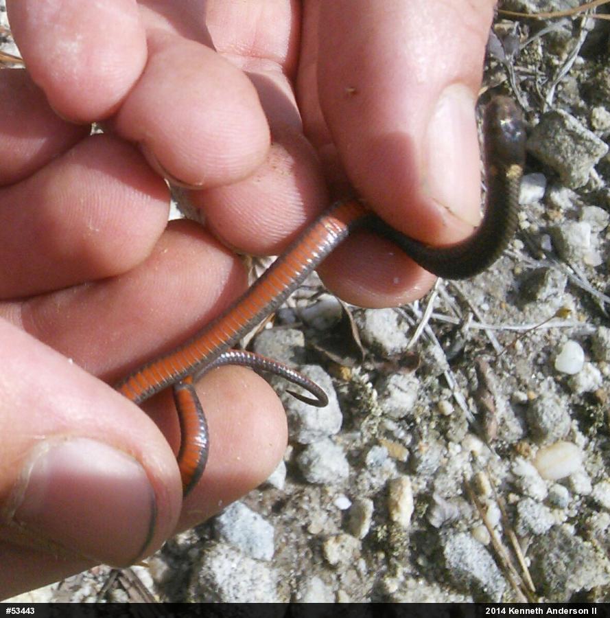 Red-bellied Snake