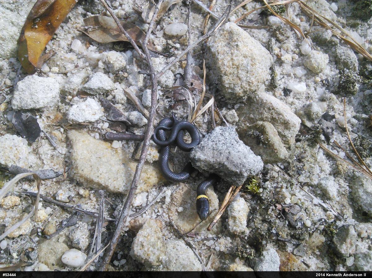Northern Ring-necked Snake