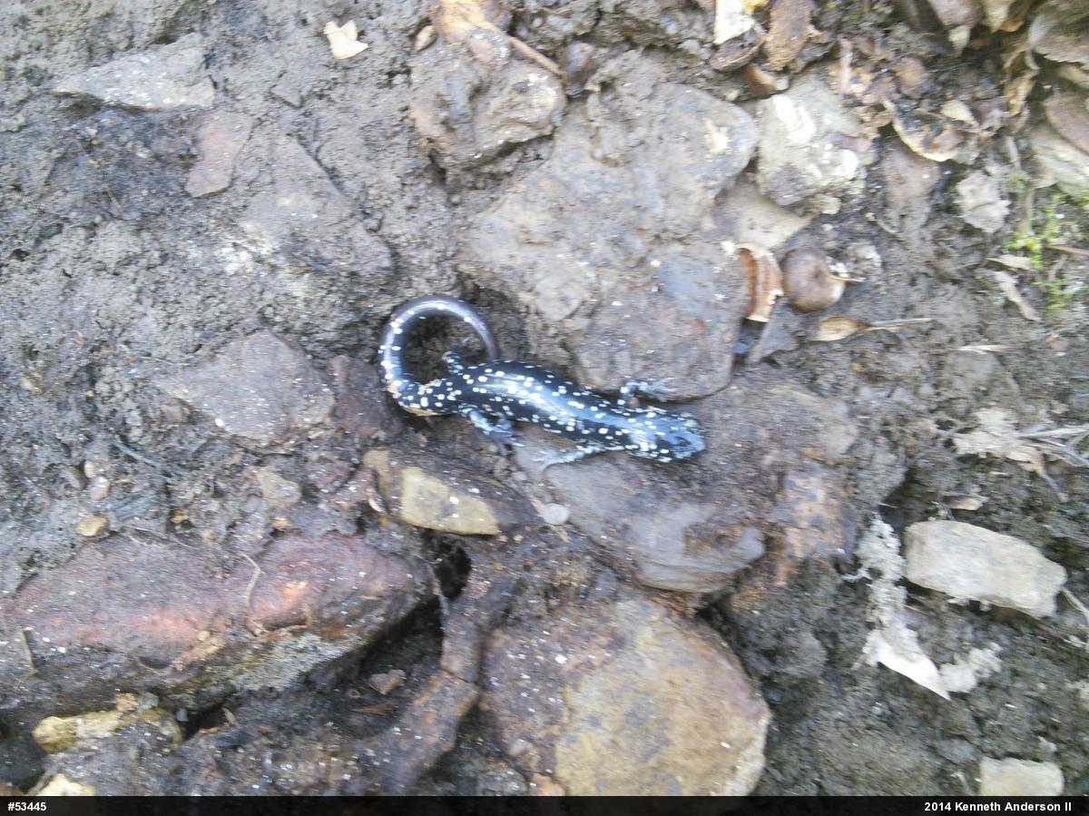 Northern Slimy Salamander