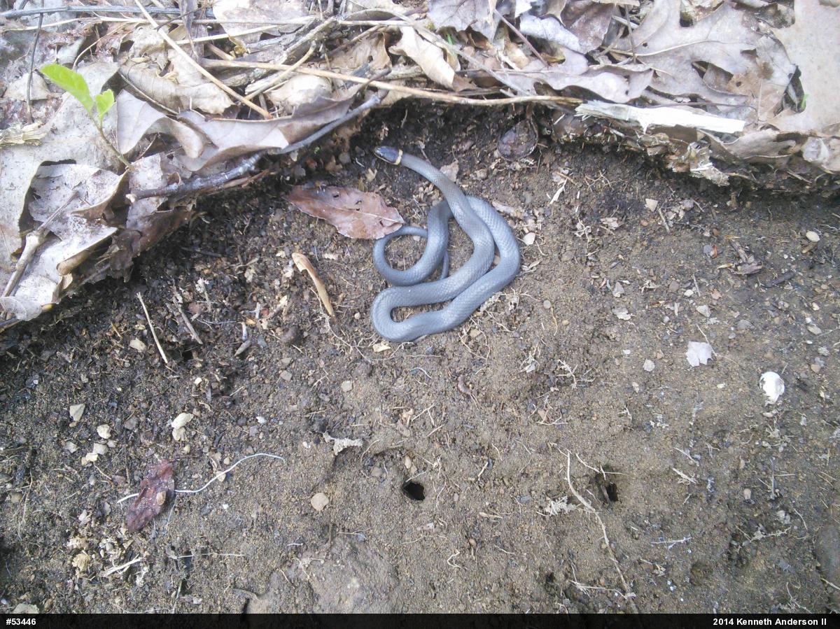 Northern Ring-necked Snake