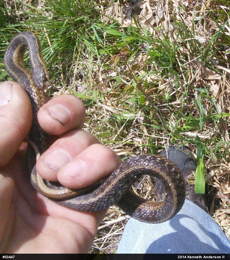 Eastern Gartersnake