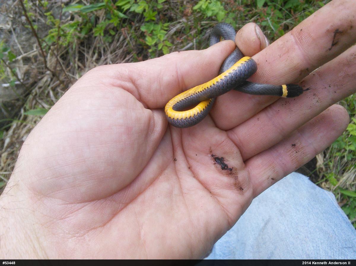 Northern Ring-necked Snake