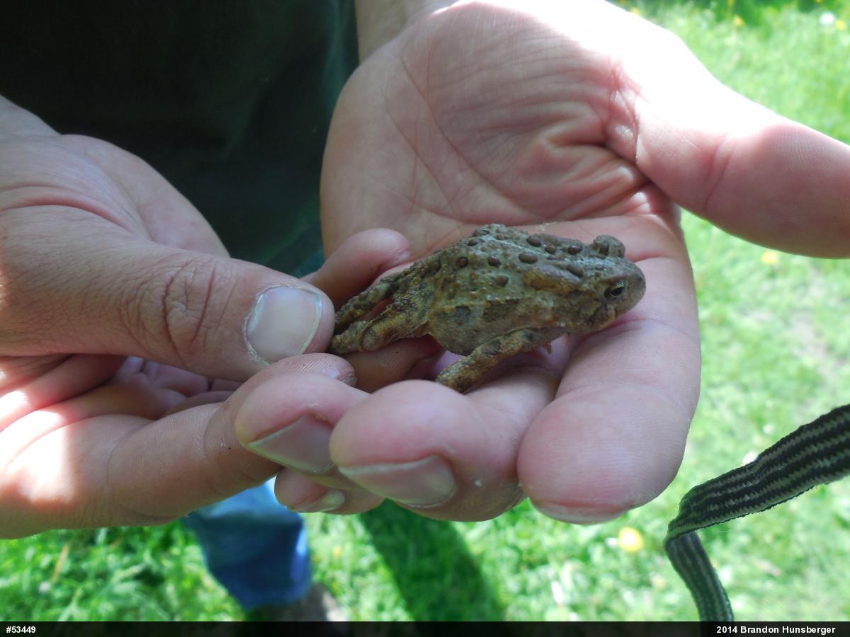 Eastern American Toad