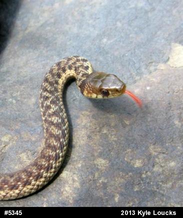 Eastern Gartersnake