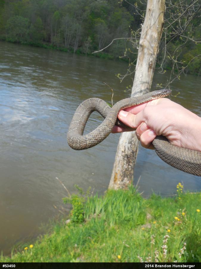 Northern Watersnake