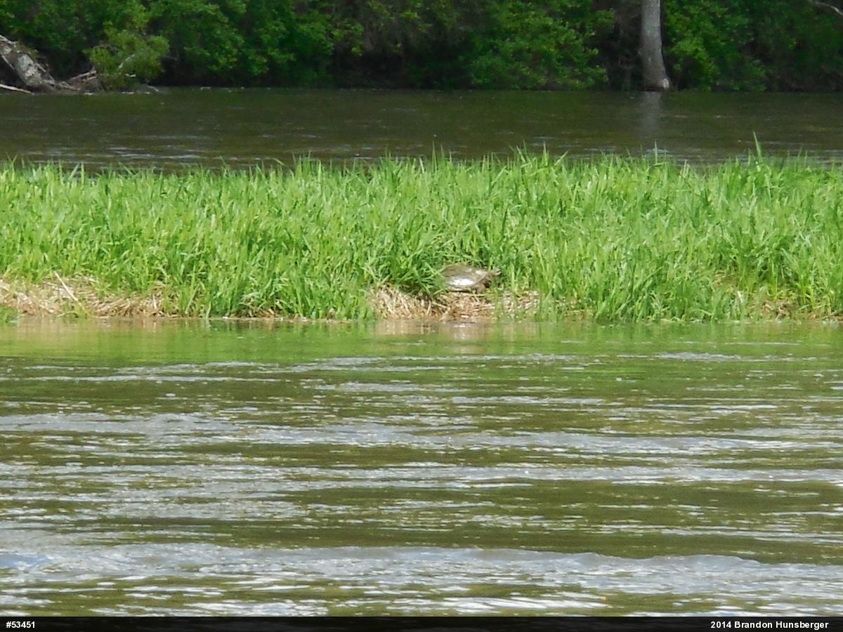 Eastern Spiny Softshell