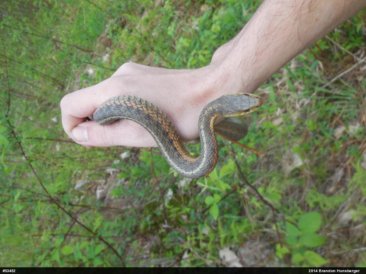 Eastern Gartersnake