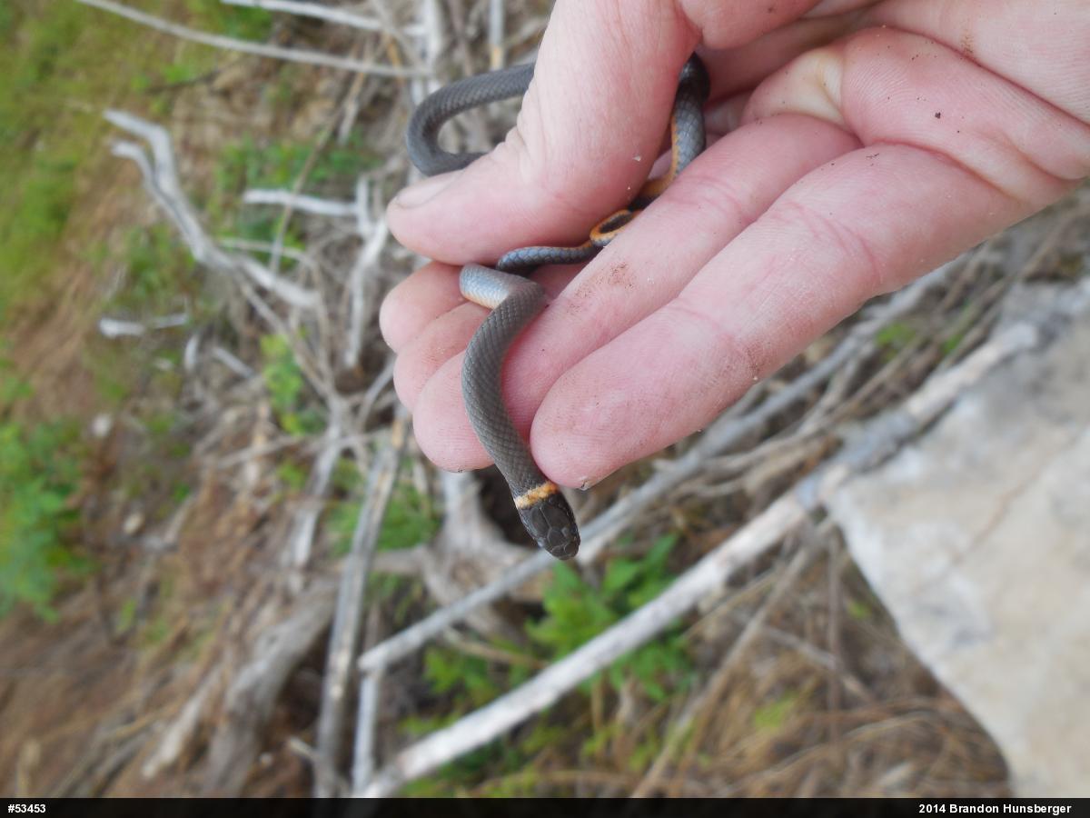 Northern Ring-necked Snake