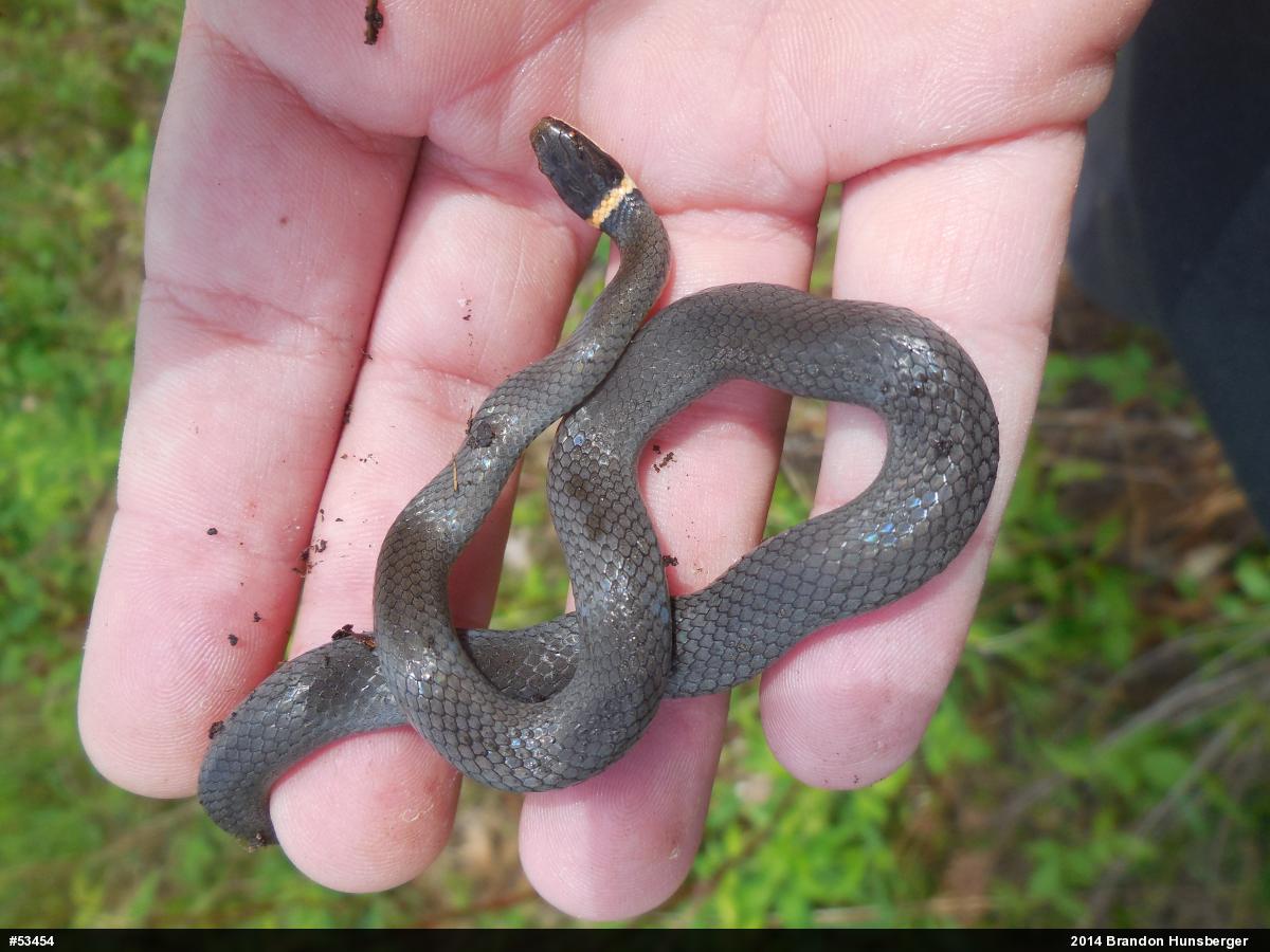 Northern Ring-necked Snake