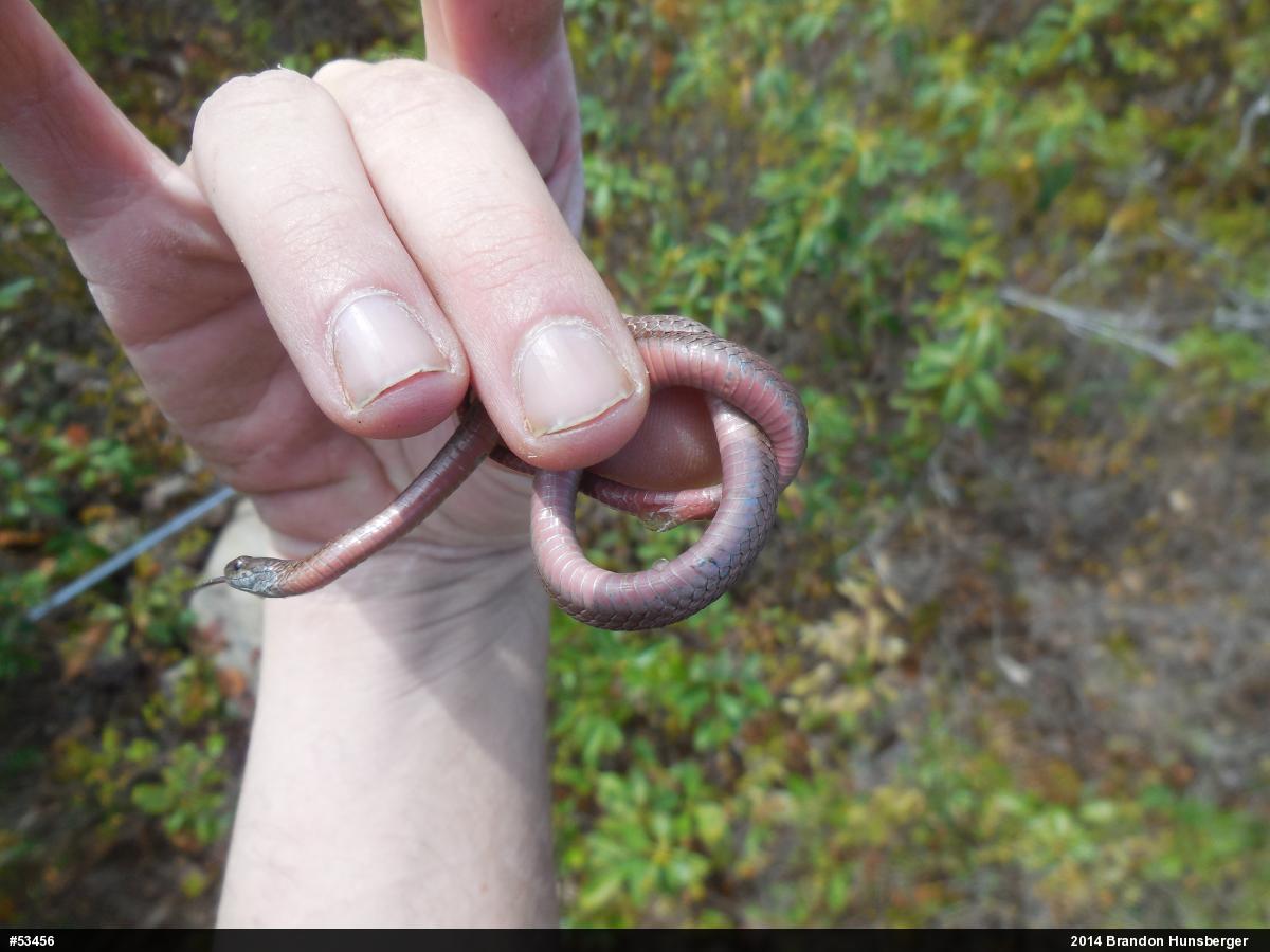 Red-bellied Snake