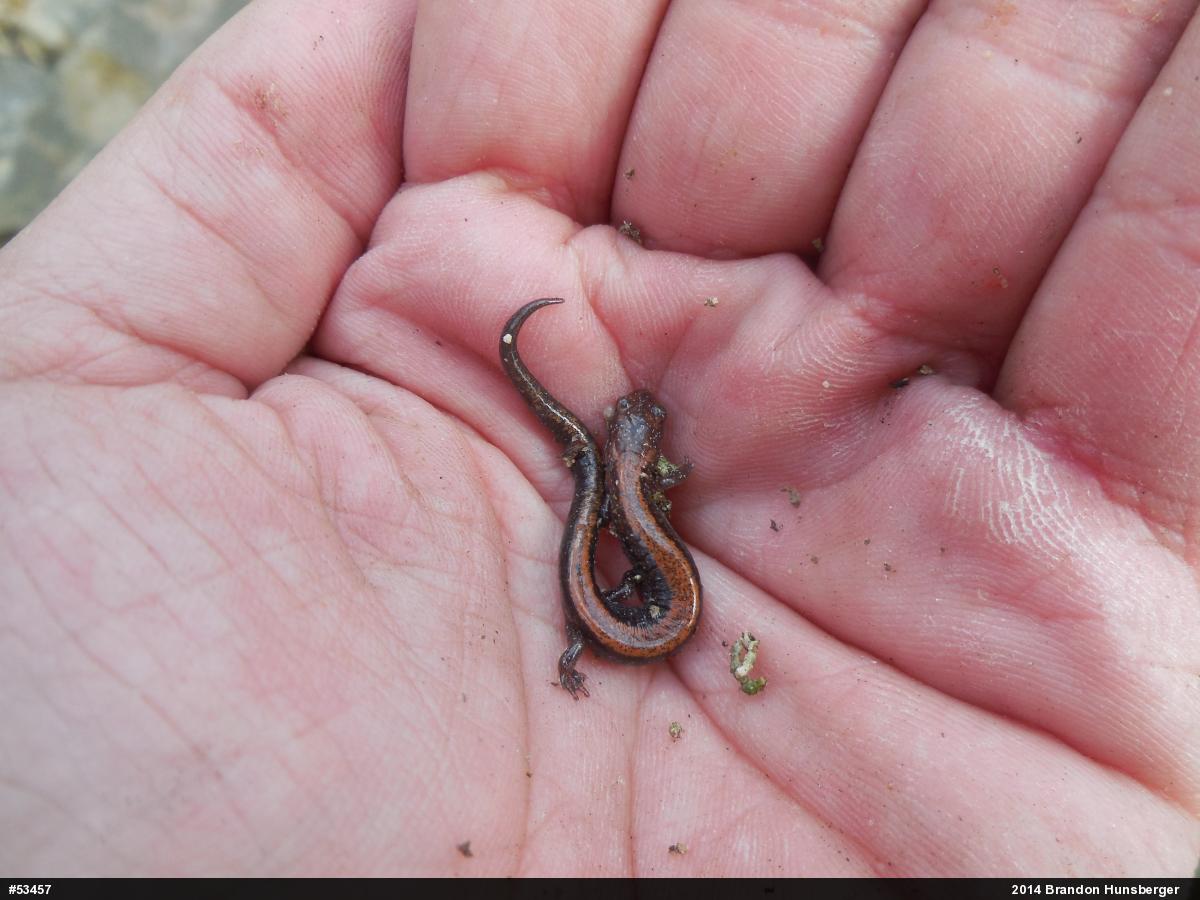 Eastern Red-backed  Salamander