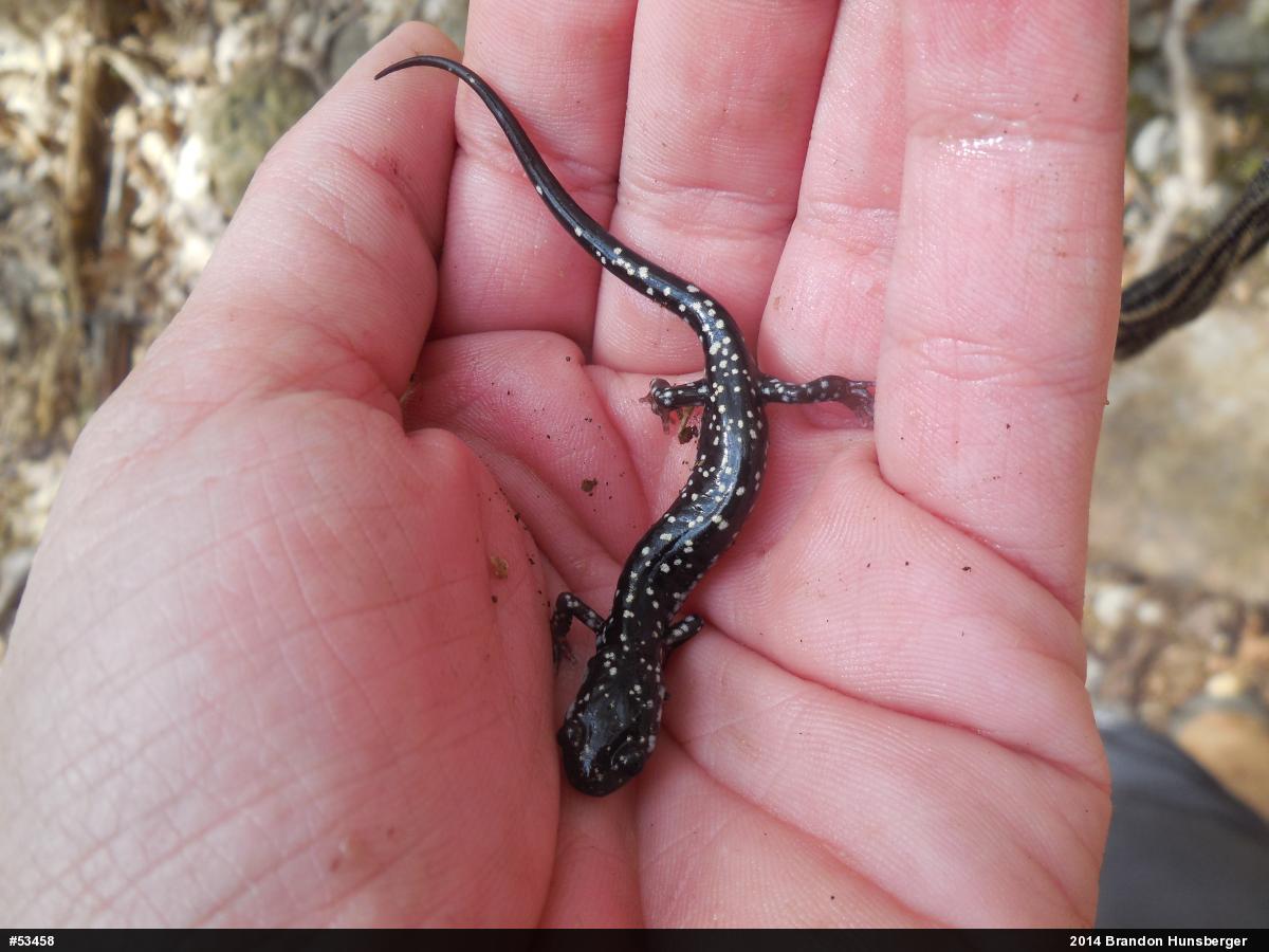 Northern Slimy Salamander