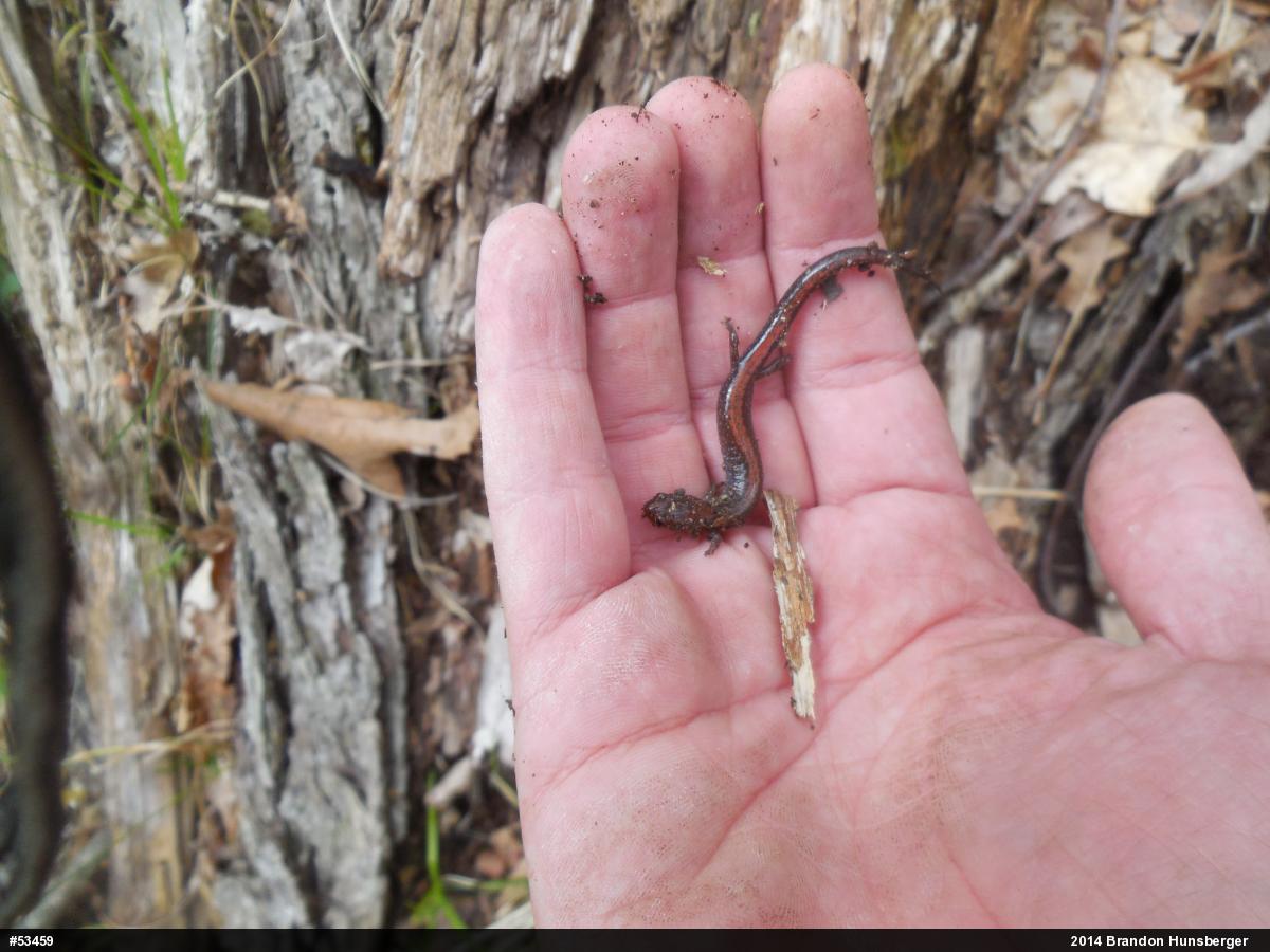 Eastern Red-backed  Salamander